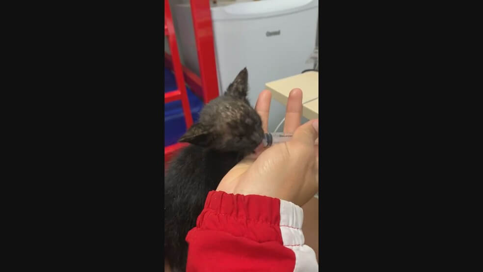 Bombeiros quebram a cabeça para resgatar gatinho e o salvam com um pedaço de...