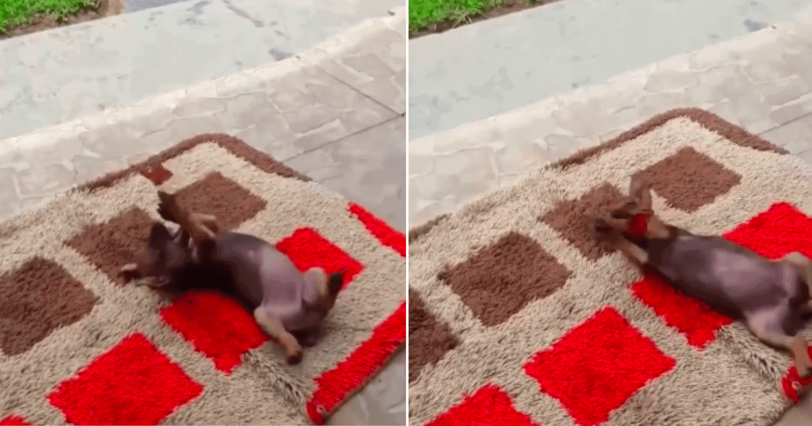 Que fofo! Dono flagra seu cachorrinho brincando com nada menos que uma…