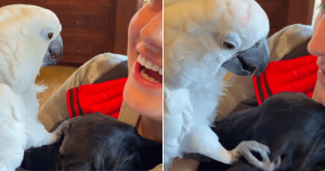 Cacatua conhece cachorro pela primeira vez e fala o mais inesperado: ‘i love you’