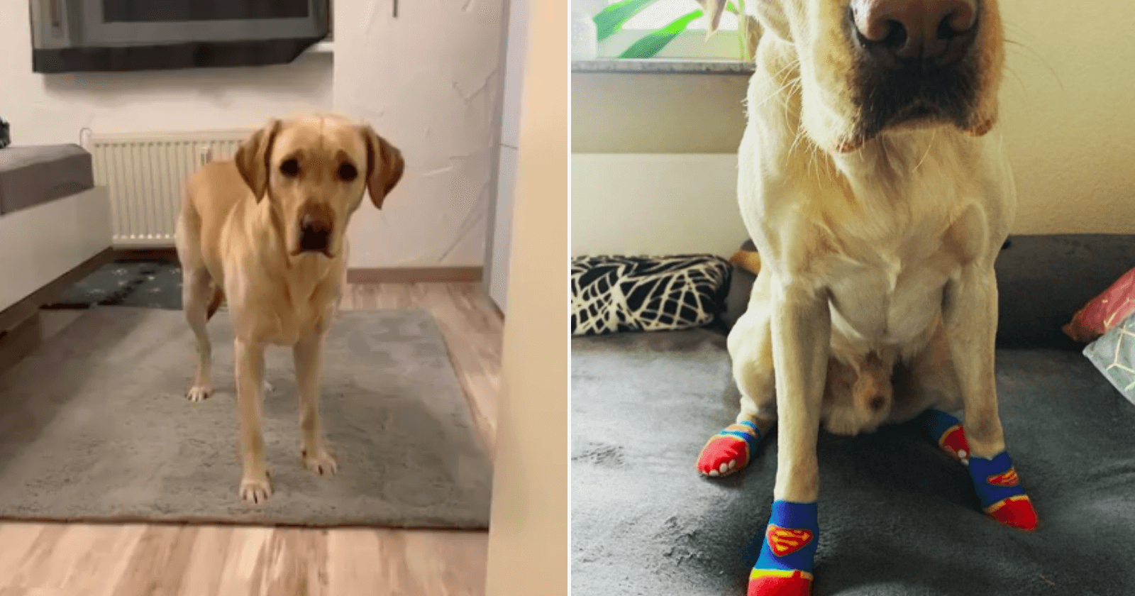 Que fofo! Cachorro aprende a usar meias e insiste em não pisar no chão sem elas