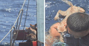 Marinha resgata gatinhos em embarcação que estava afundando: ‘foi por acaso’