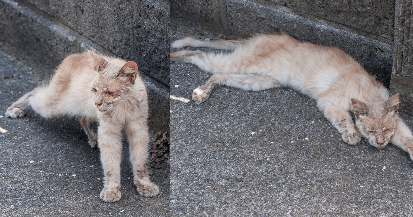 Homem encontra gato em estado deplorável e lhe deixa irreconhecível meses depois