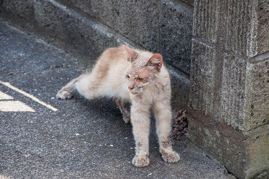 Homem encontra gato em estado deplorável e lhe deixa irreconhecível meses depois 