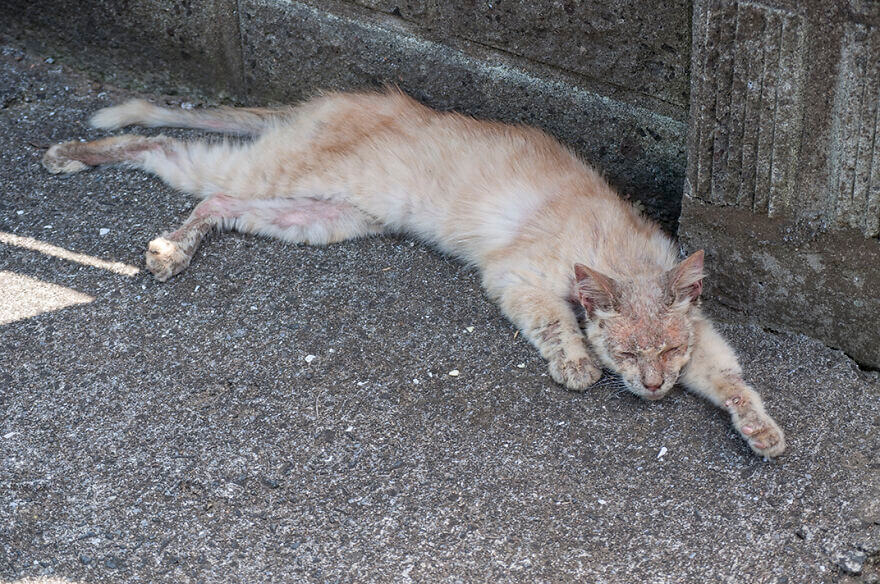 Homem encontra gato em estado deplorável e lhe deixa irreconhecível meses depois 