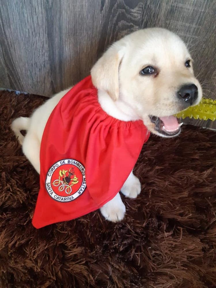 Corpo de bombeiros recebe novo 'socorrista' em equipe e sua fofura chama atenção