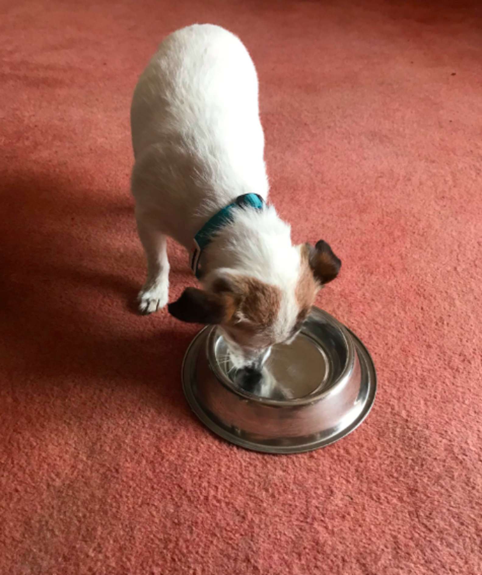 Cachorro resgatado ganha tigela para comida e passa a dormir com ela para não perdê-la