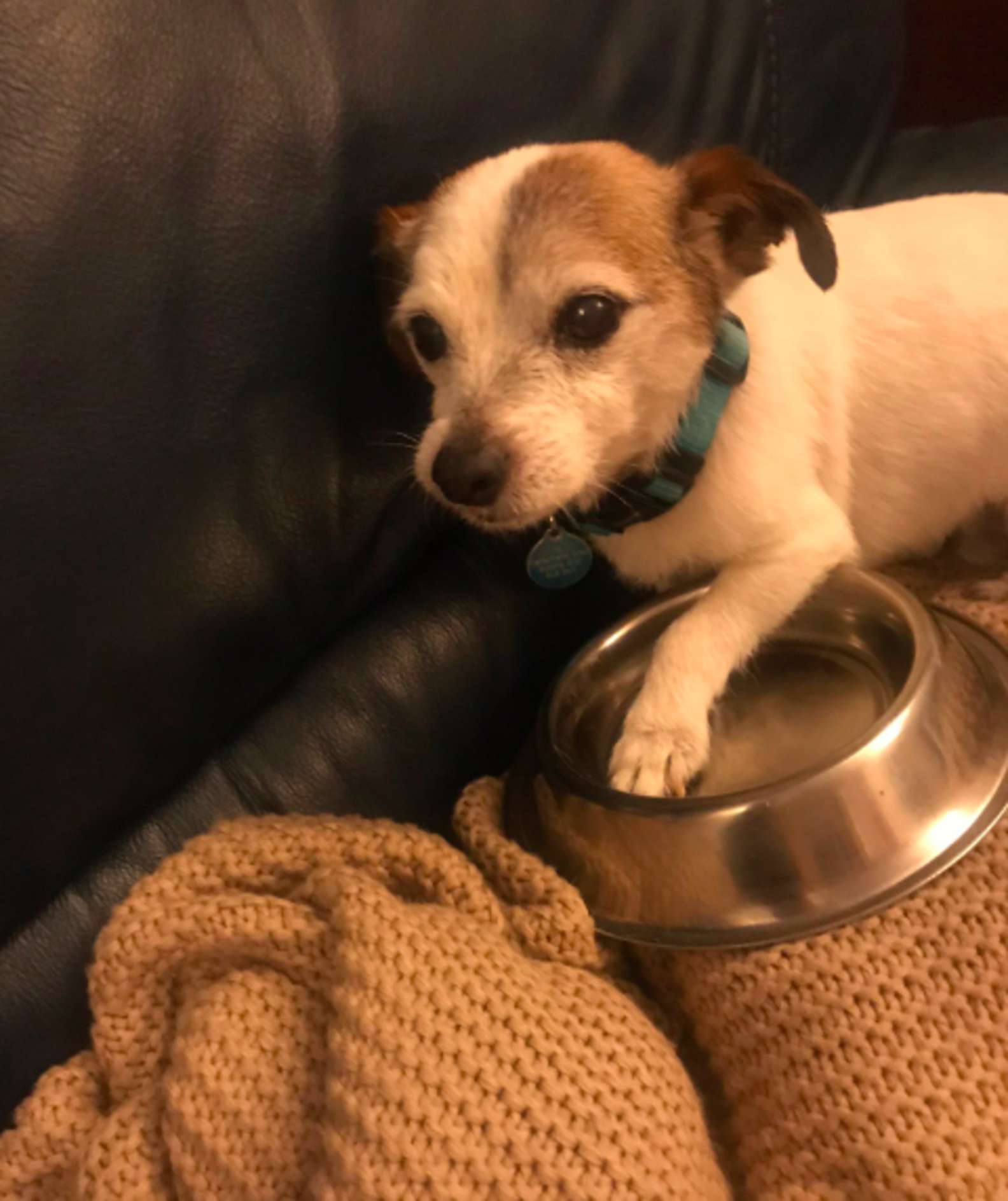 Cachorro resgatado ganha tigela para comida e passa a dormir com ela para não perdê-la