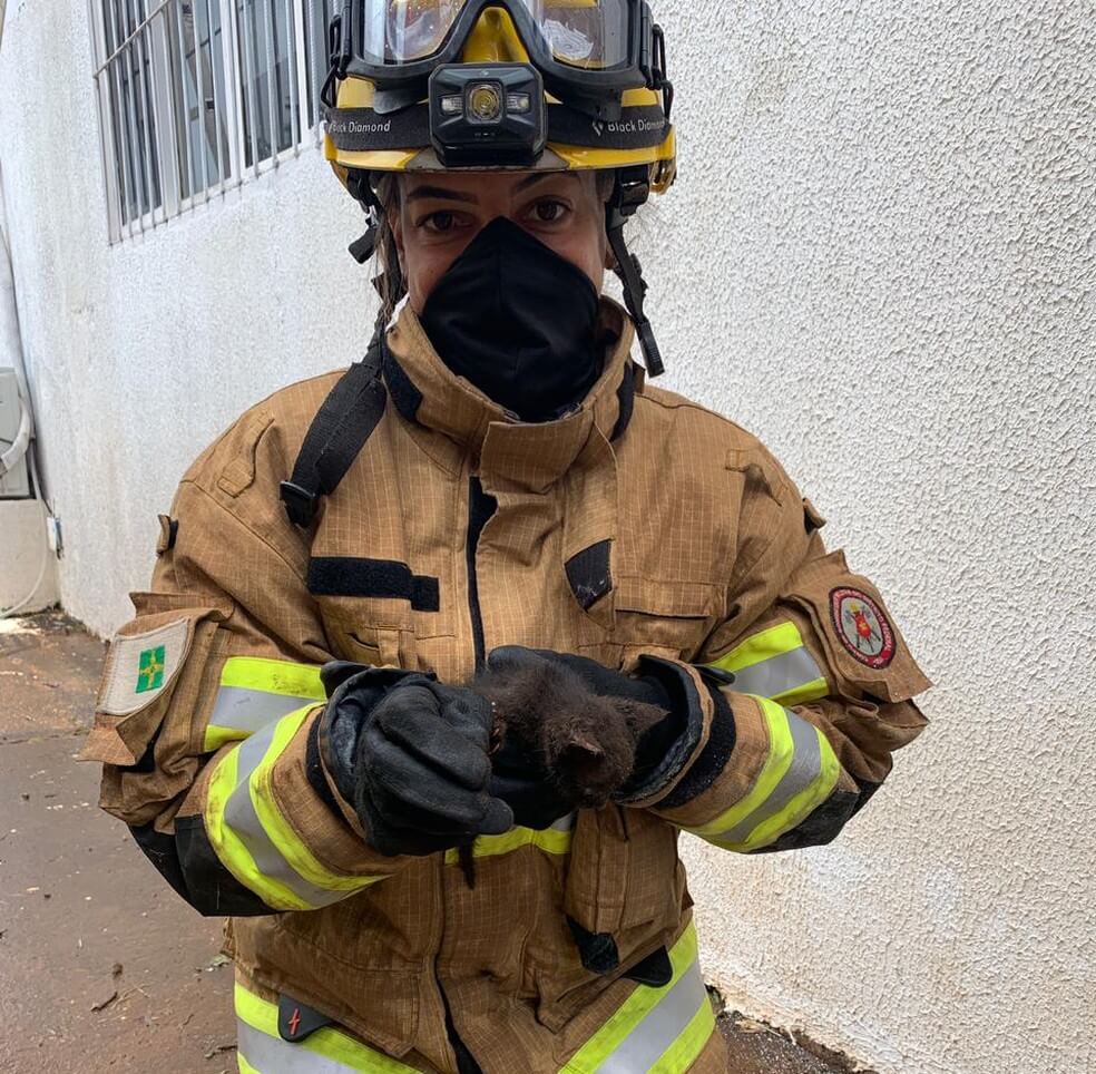 Bombeiros quebram a cabeça para resgatar gatinho e o salvam com um pedaço de...