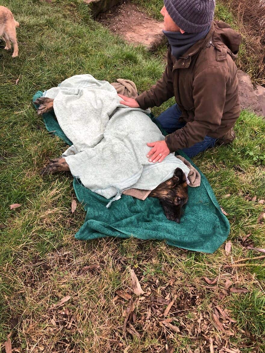 Cadela idosa deixada para morrer amarrada em pedra dentro d'água é resgatada e passa por reviravoltas!