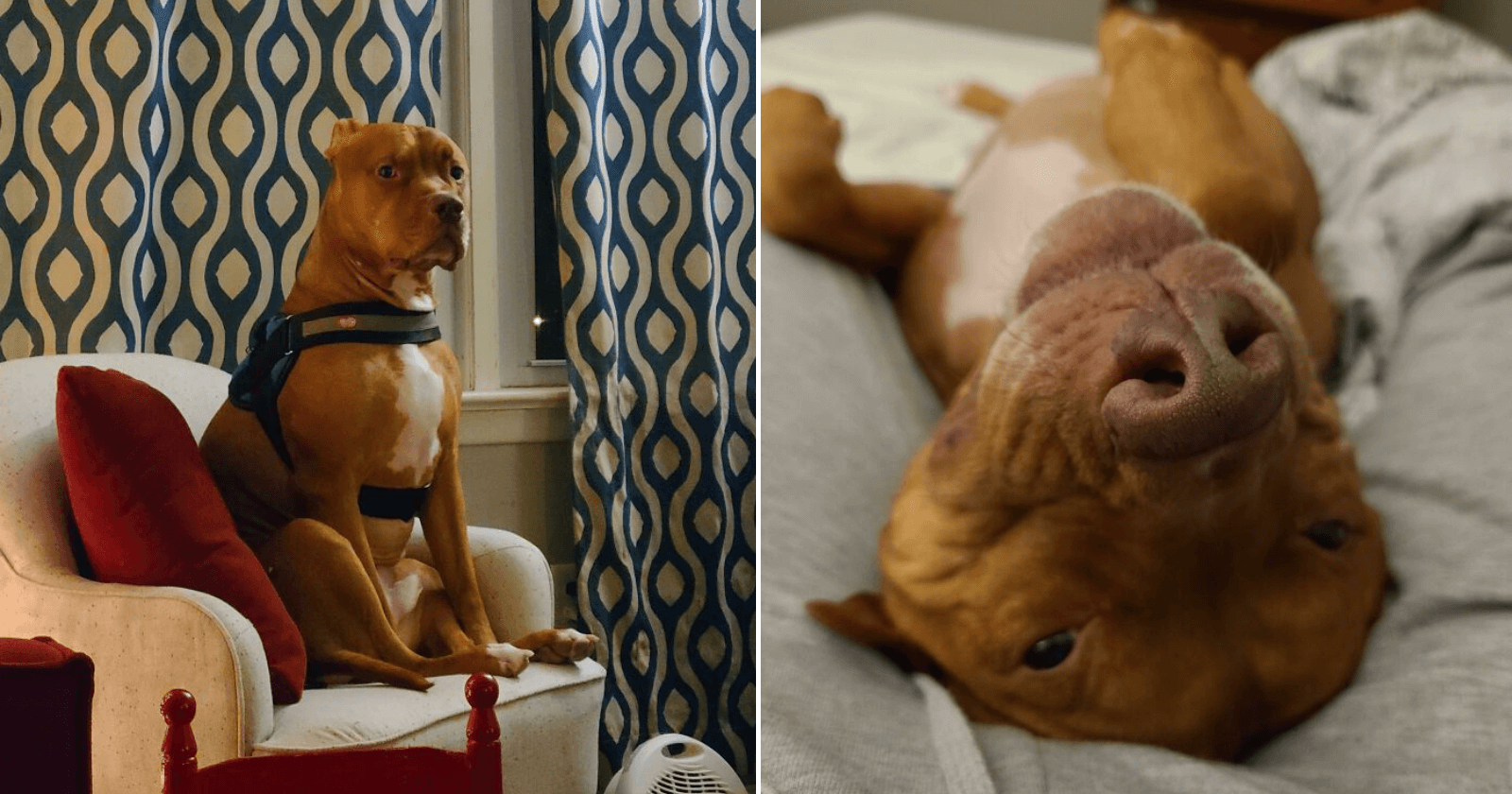 Cachorro derruba água sanitária sem querer e acaba criando uma obra de arte