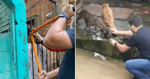 Polícia invade casa e resgata cães que estavam abandonados em quintal fechado