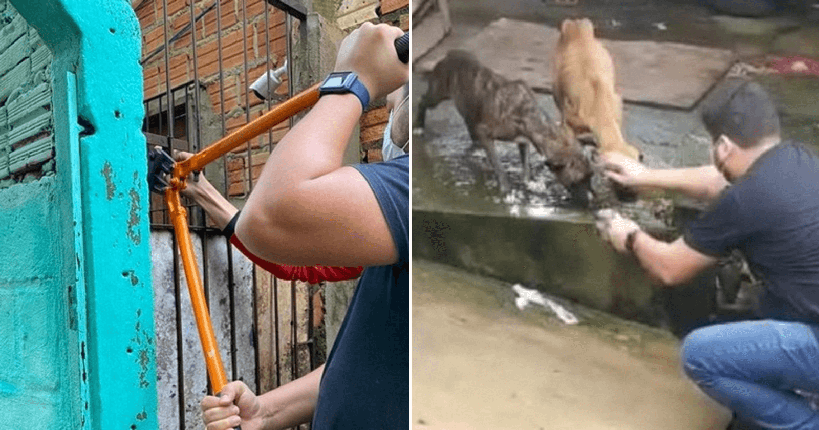 Polícia invade casa e resgata cães que estavam abandonados em quintal fechado