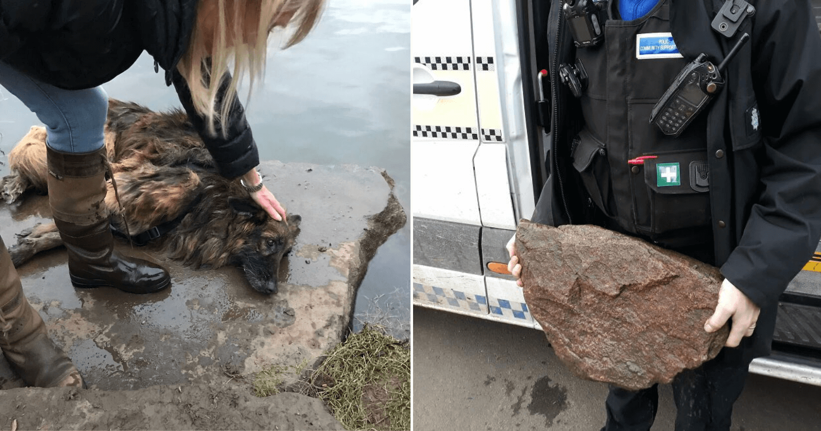 Cadela idosa deixada para morrer amarrada em pedra dentro d’água é resgatada e passa por reviravoltas!