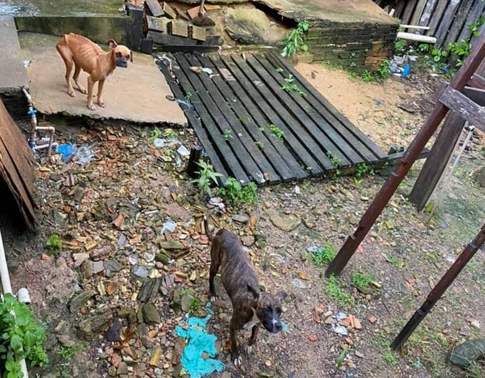 Polícia invade casa e resgata cães que estavam abandonados em quintal fechado