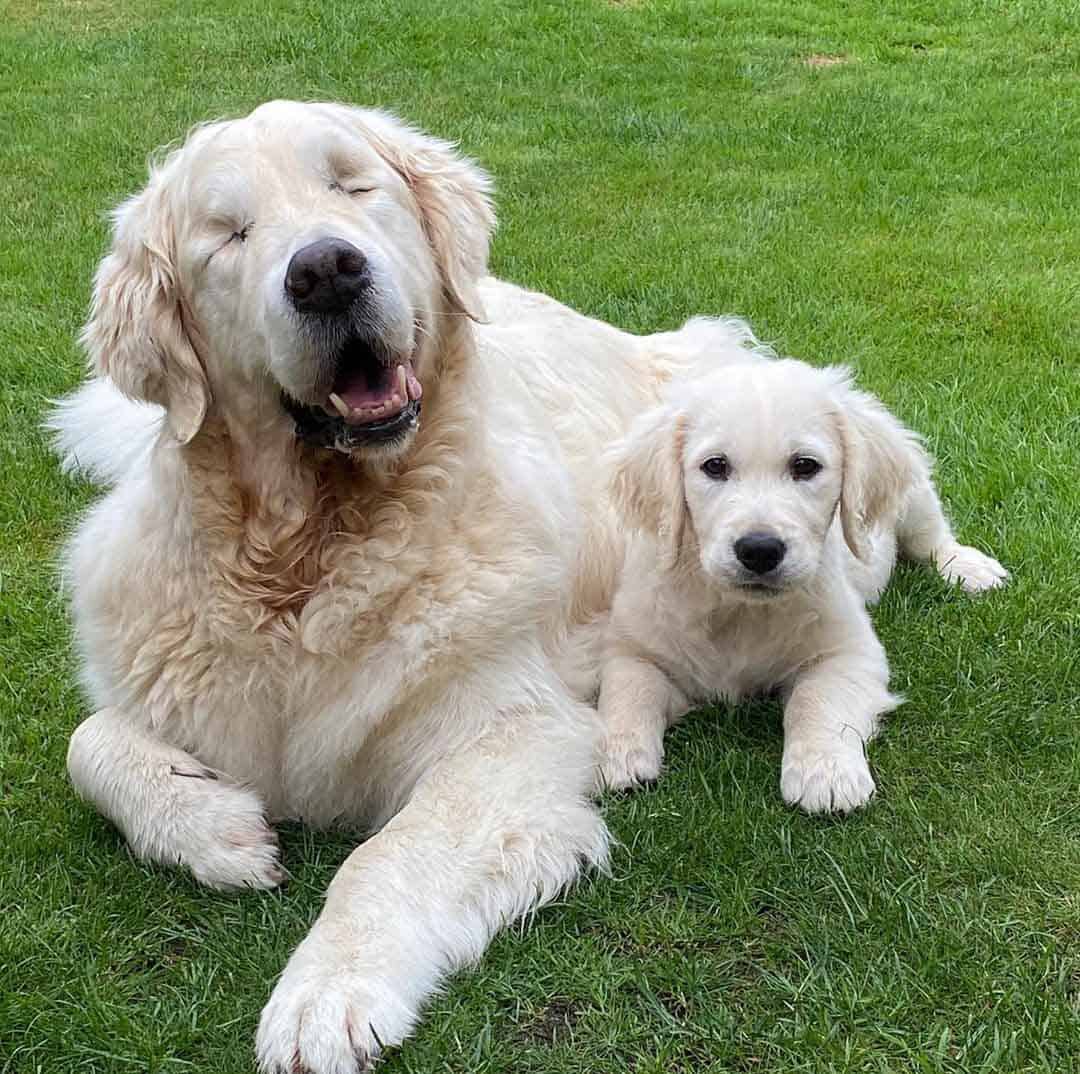 Golden retriever que ficou cego ganha cão-guia e dupla é a coisa mais fofa do mundo!