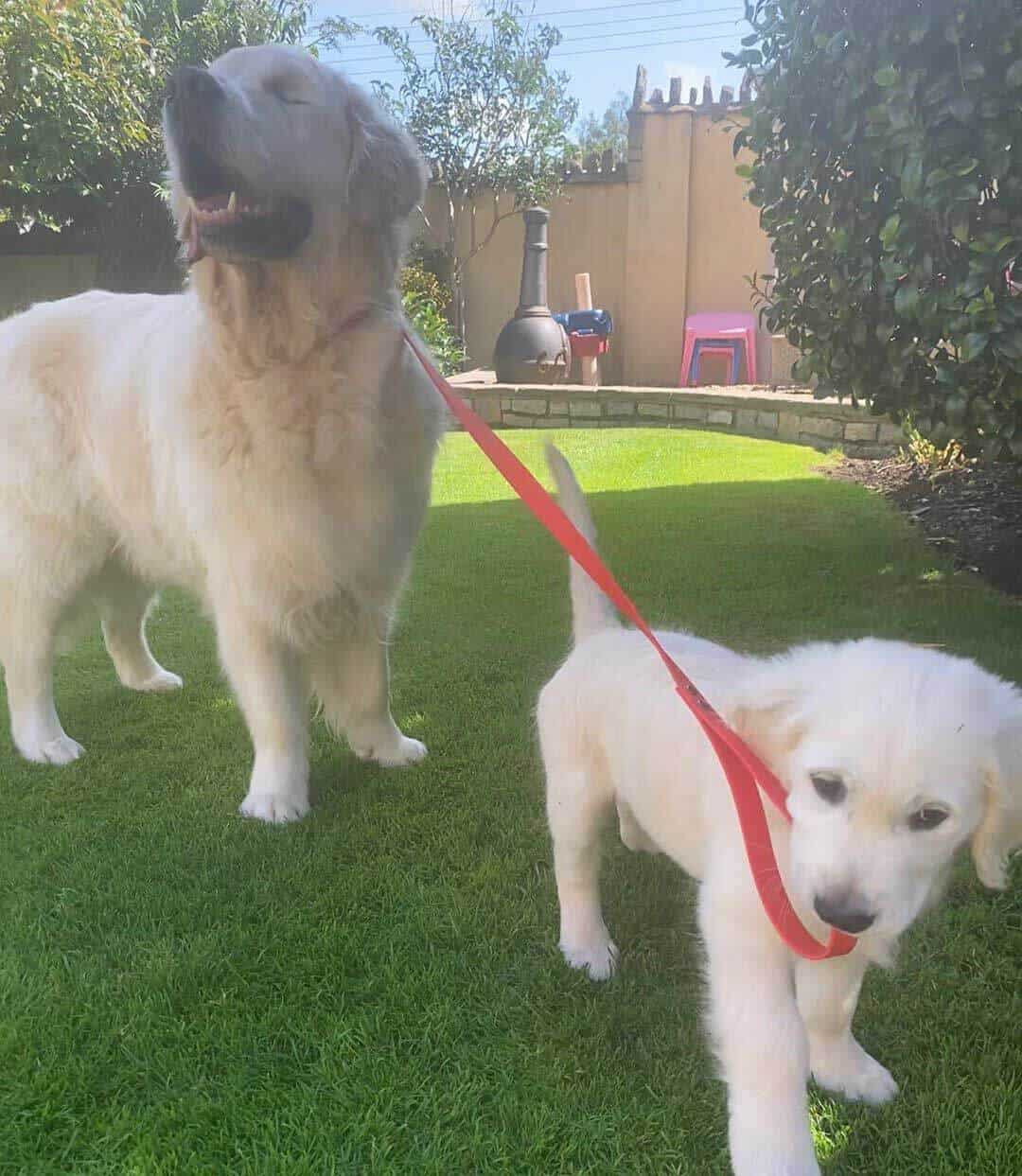 Golden retriever que ficou cego ganha cão-guia e dupla é a coisa mais fofa do mundo!