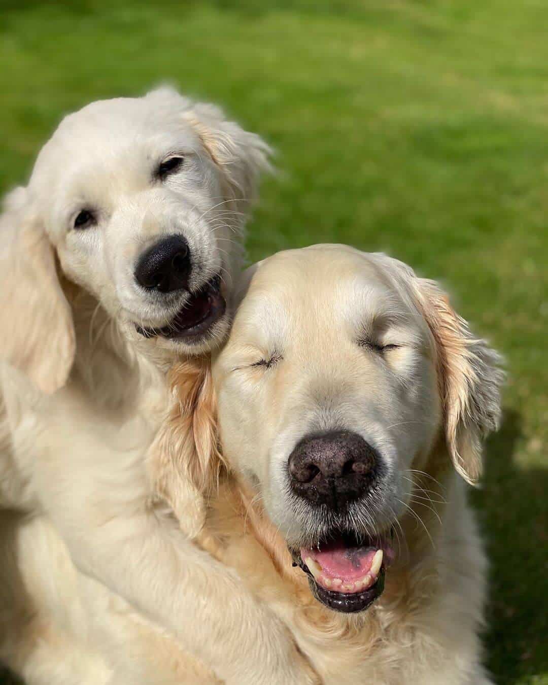 Golden retriever que ficou cego ganha cão-guia e dupla é a coisa mais fofa do mundo!