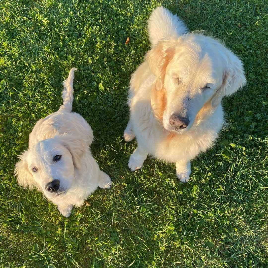 Golden retriever que ficou cego ganha cão-guia e dupla é a coisa mais fofa do mundo!