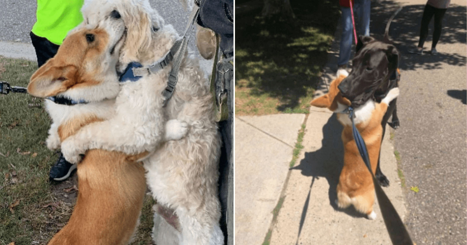 Que FOFO! Ao ver ‘amigos’, cachorro os cumprimenta com abraço