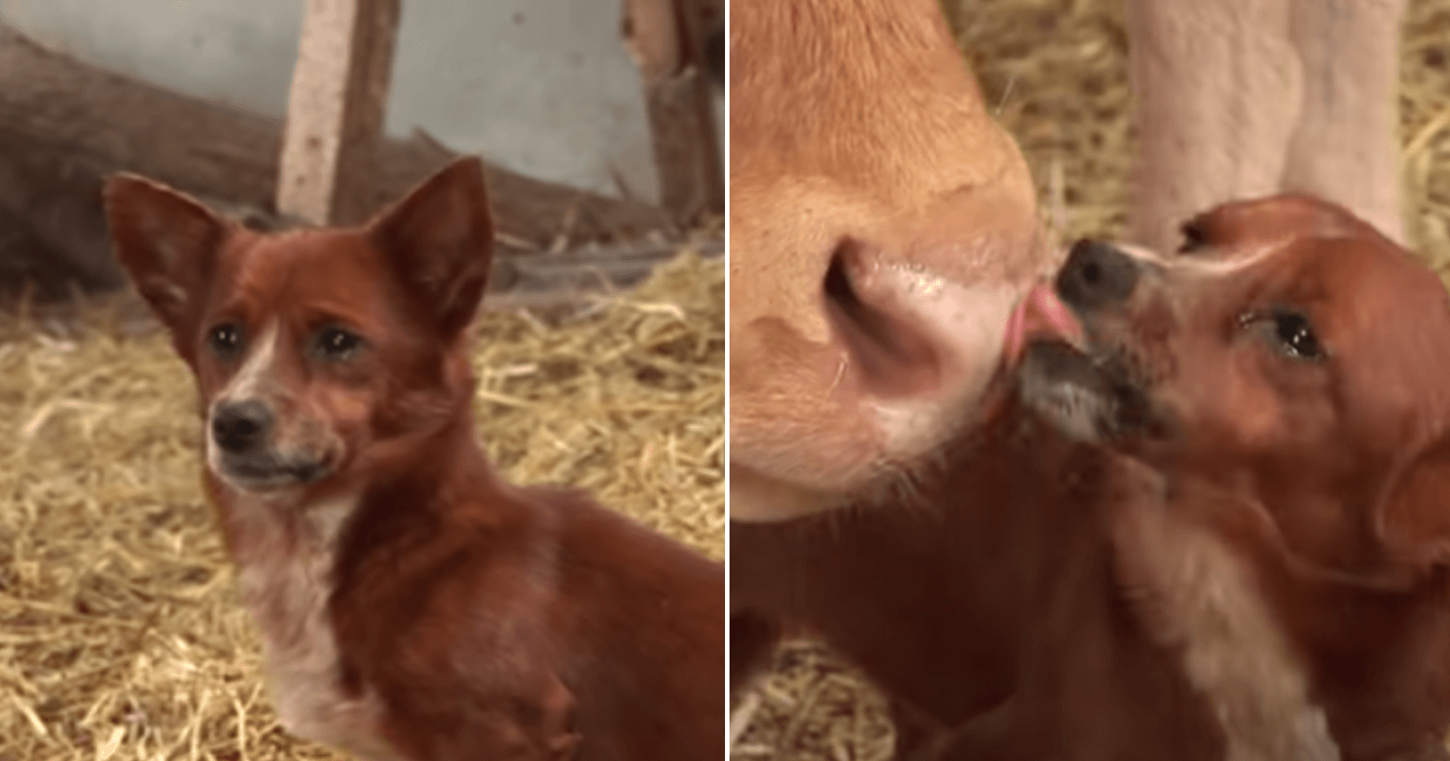 Ao ser separado de vaca que o criou, cachorro arranca lágrimas com o que faz