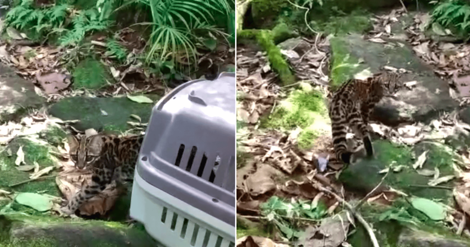 Gato ameaçado de extinção é resgatado após se ferir em incêndio