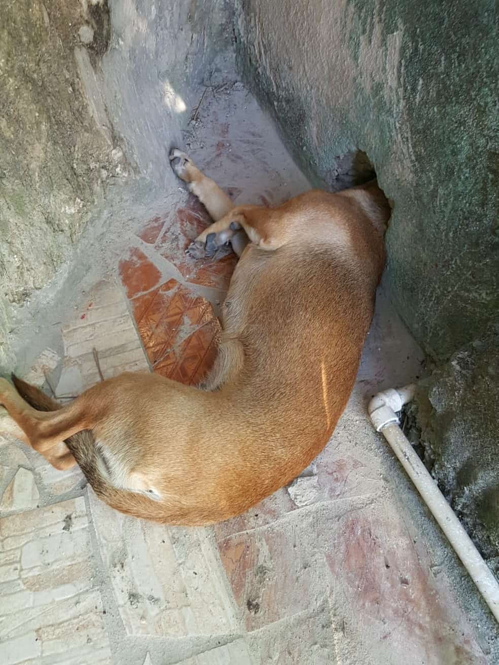 Bombeiros resgatam cadela que ficou presa tentando olhar casa da vizinha