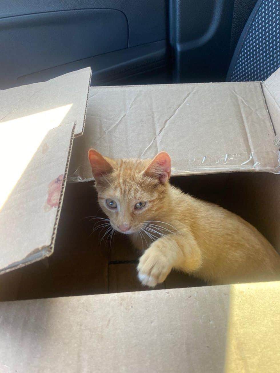 Funcionários salvam gatinho que tinha sido jogado fora em sacola lacrada