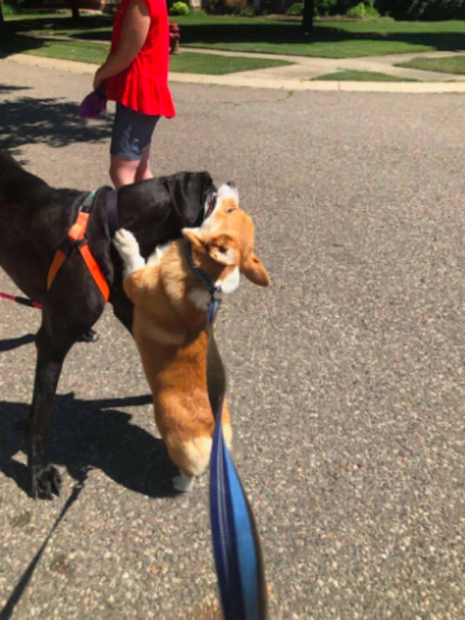 Que FOTO! Ao ver 'amigos', cachorro os cumprimenta com abraço