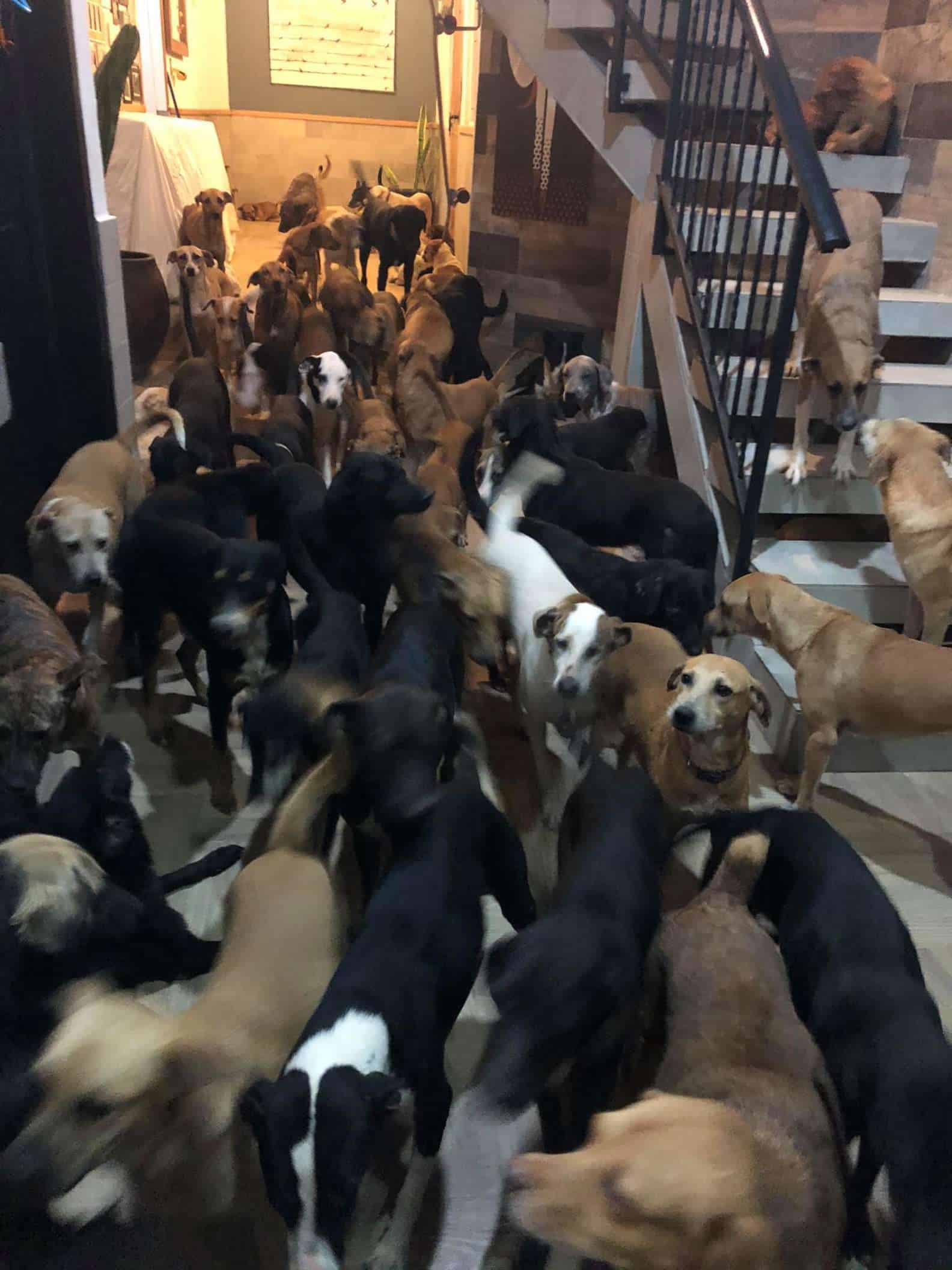 <iframe src=Rapaz abriga 300 cachorros em sua casa durante passagem de furacão"https://www.facebook.com/plugins/video.php?href=https%3A%2F%2Fwww.facebook.com%2Fricardopimentelcordero%2Fvideos%2F10157719961087469%2F&show_text=0&width=267" width="267" height="476" style="border:none;overflow:hidden" scrolling="no" frameborder="0" allowfullscreen="true" allow="autoplay; clipboard-write; encrypted-media; picture-in-picture; web-share" allowFullScreen="true"></iframe>