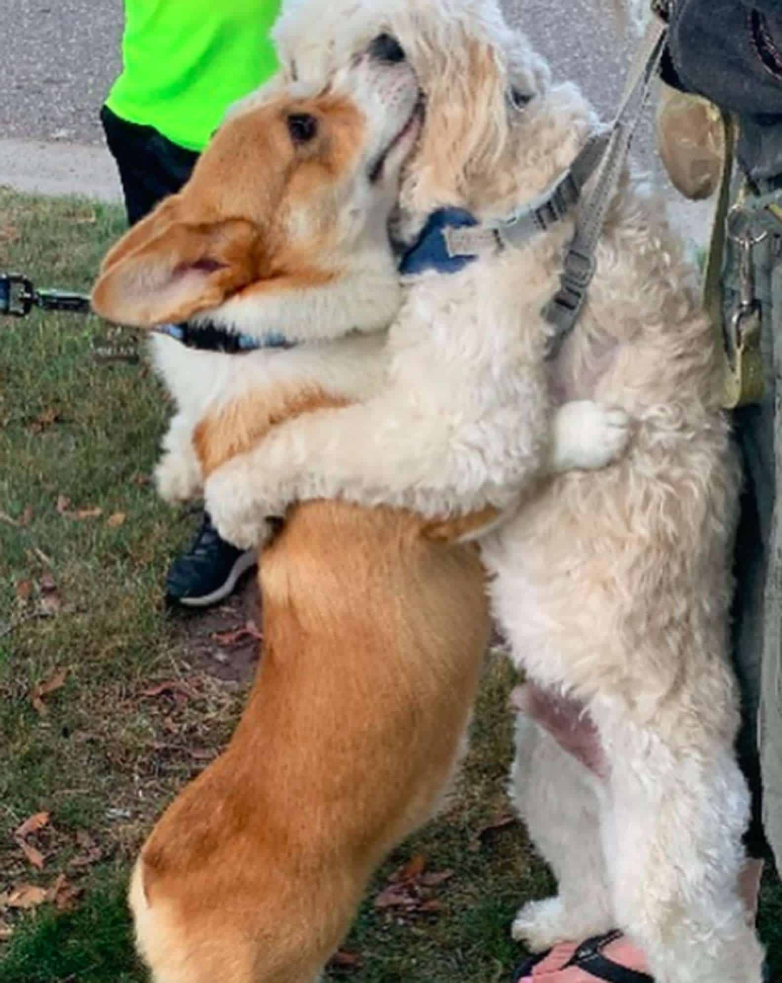 Que FOTO! Ao ver 'amigos', cachorro os cumprimenta com abraço