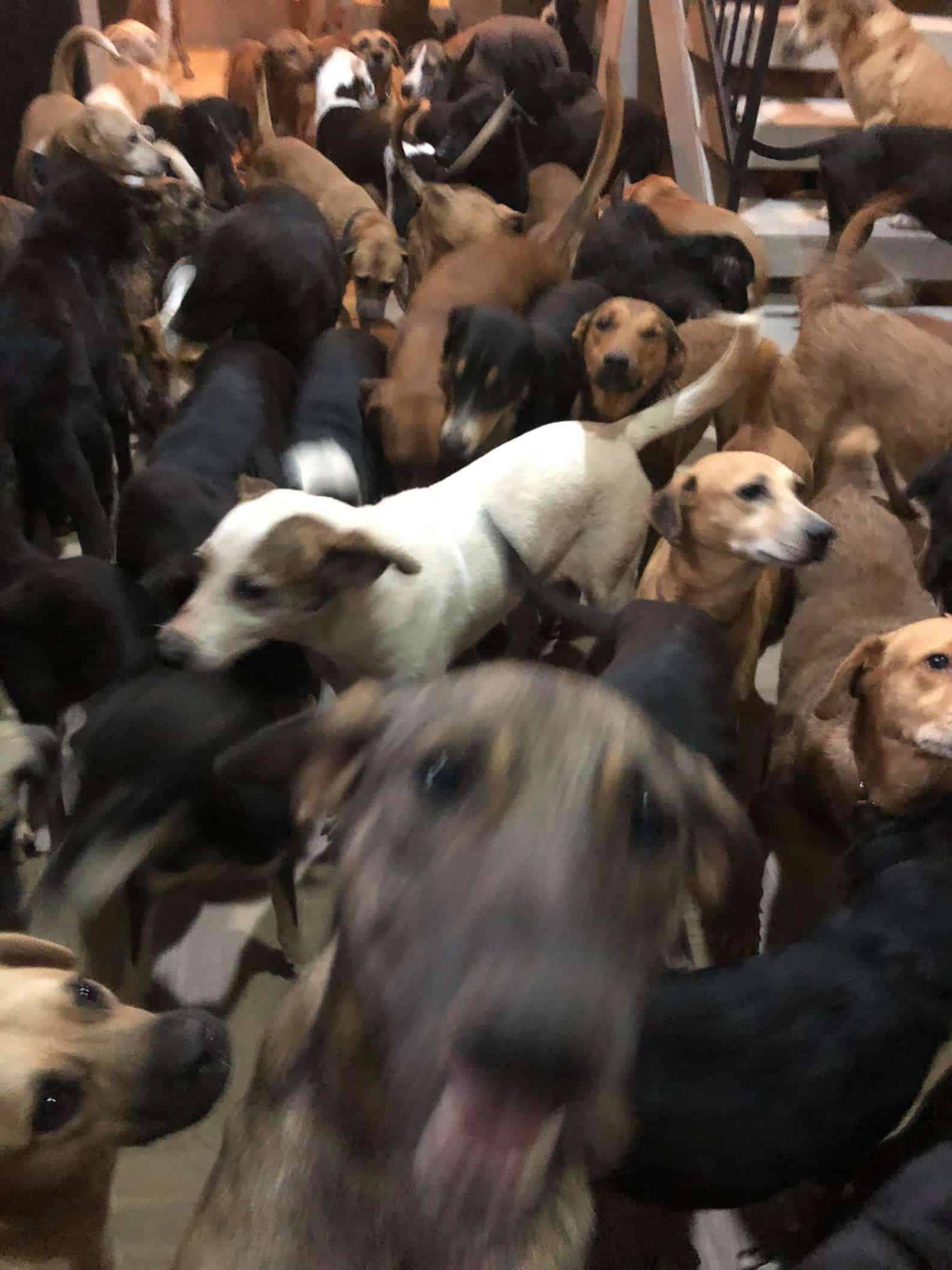 Rapaz abriga 300 cachorros em sua casa durante passagem de furacão