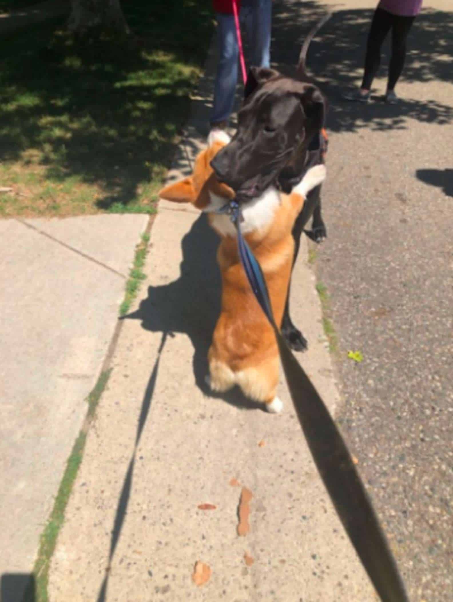 Que FOTO! Ao ver 'amigos', cachorro os cumprimenta com abraço