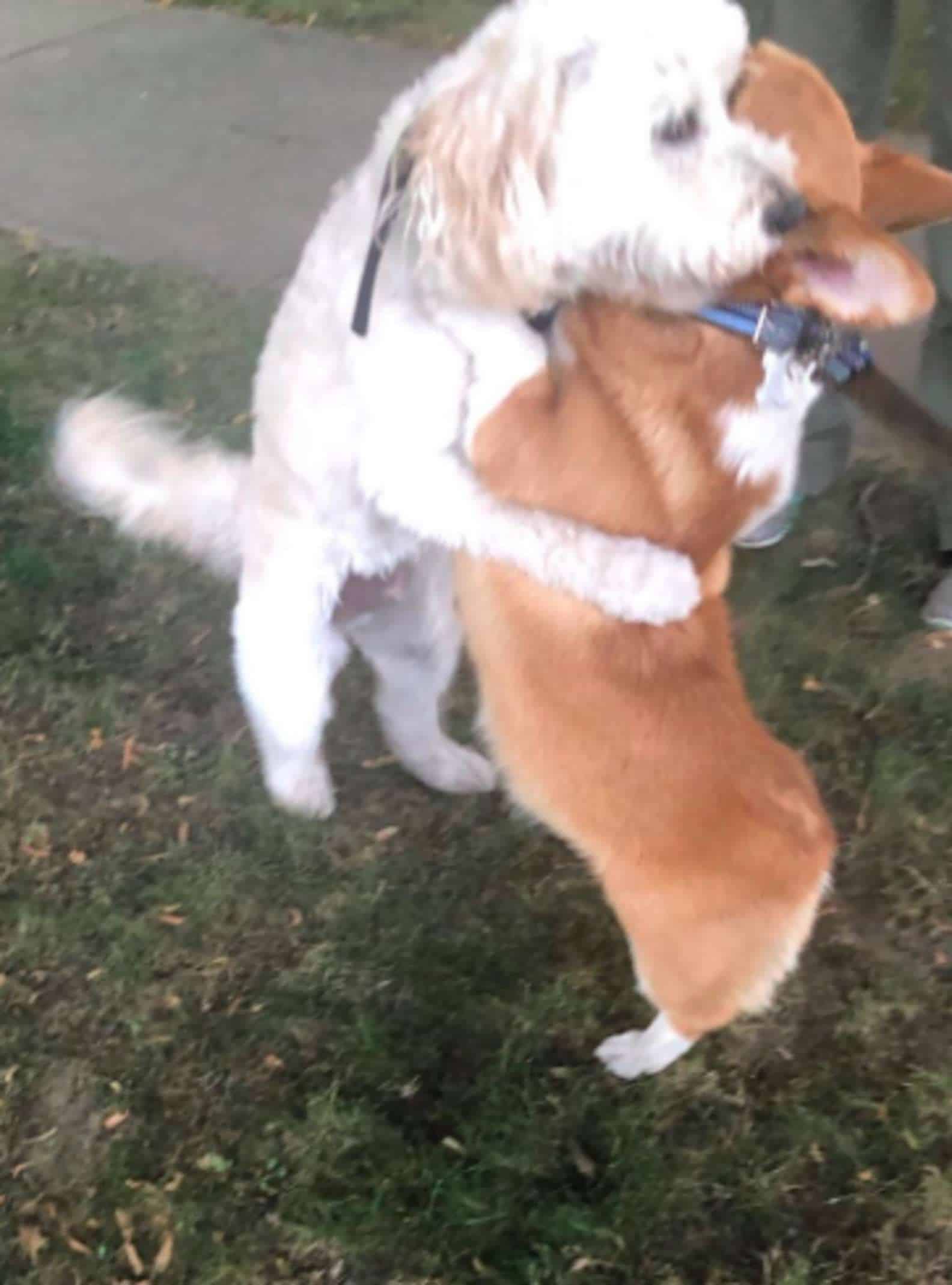 Que FOTO! Ao ver 'amigos', cachorro os cumprimenta com abraço