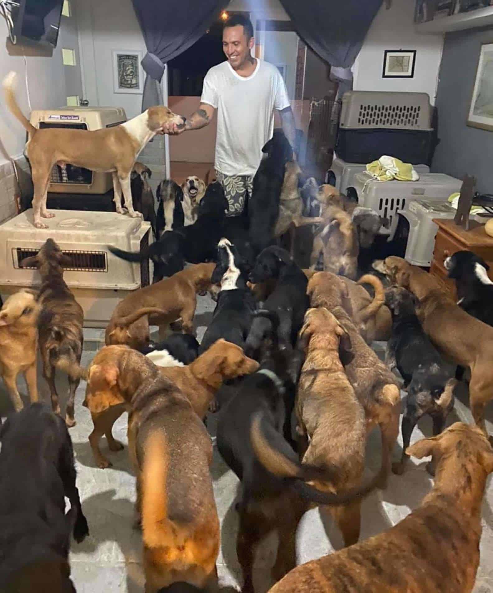 Rapaz abriga 300 cachorros em sua casa durante passagem de furacão