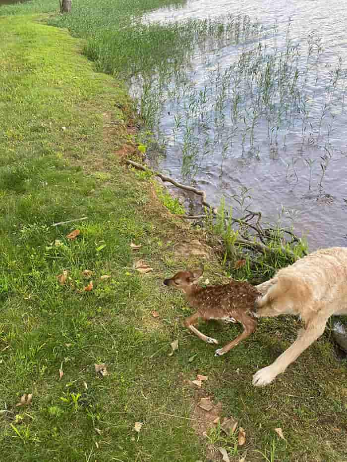 Cachorro resgata filhote de cervo que se afogava em rio