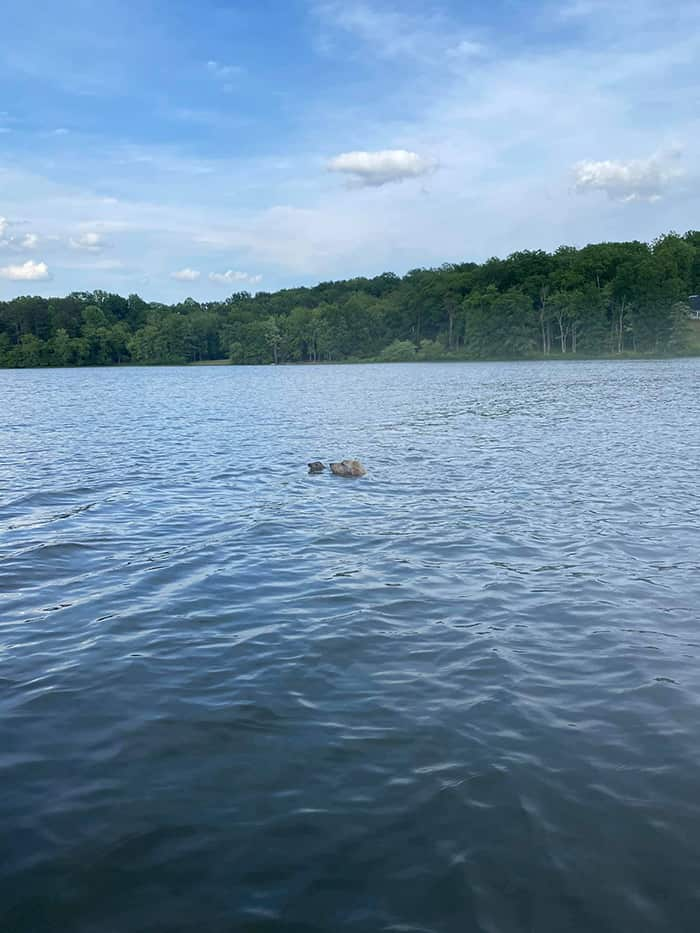 Cachorro resgata filhote de cervo que se afogava em lago