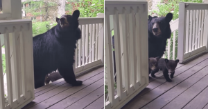 Que amor! Ursa apresenta seus filhotes para amigo humano