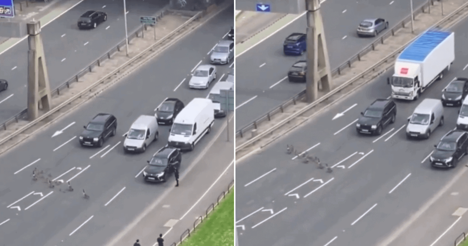 Motoristas param avenida para patinhos passarem em segurança