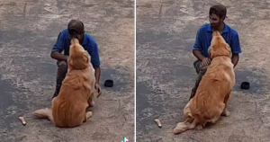 Reação de cachorro ao ver pedreiro pela primeira vez é FOFA demais!