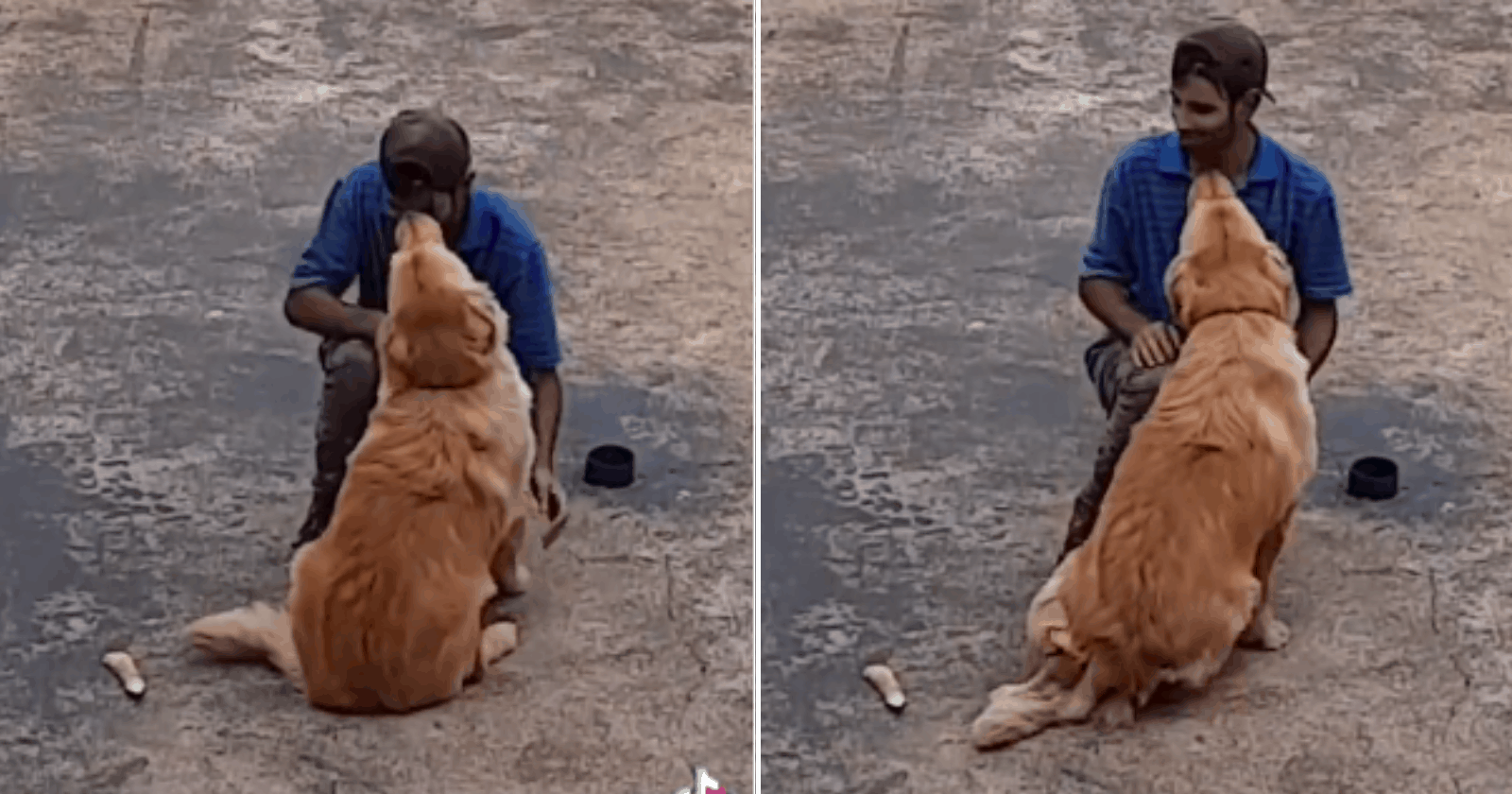 Reação de cachorro ao ver pedreiro pela primeira vez é FOFA demais!