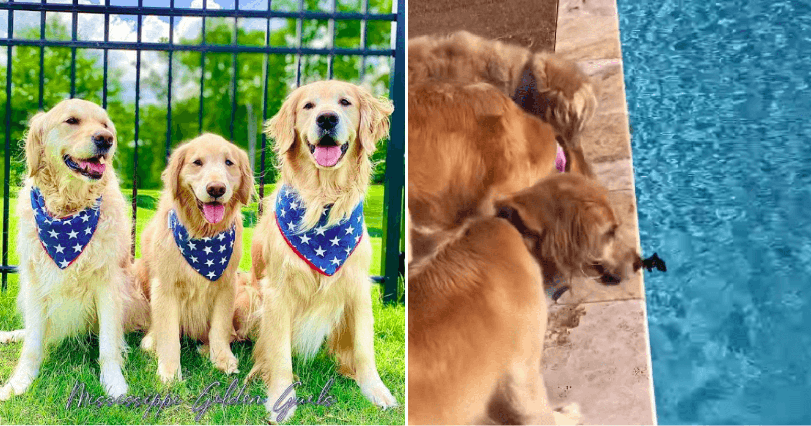 Cachorros salvam passarinho que havia caído em piscina