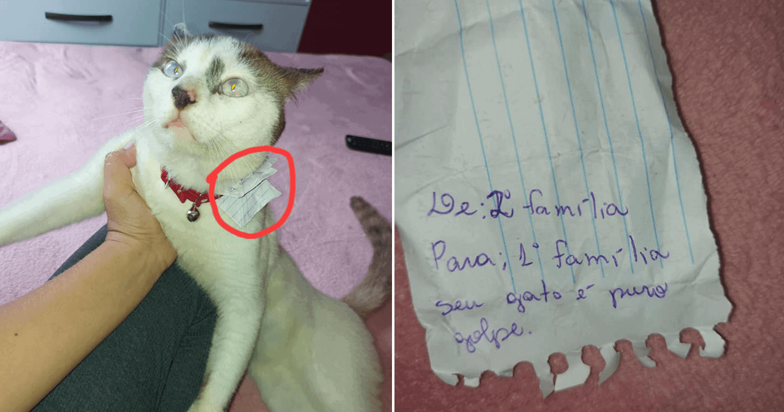 Gato chega em casa com bilhete em coleira: ‘seu gato é puro golpe’