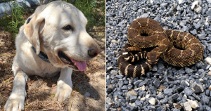 Cachorro que protegeu dono de cobra se recupera após picadas