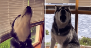 Dona ensina husky siberiano a falar ‘i love you’ e filma momentos