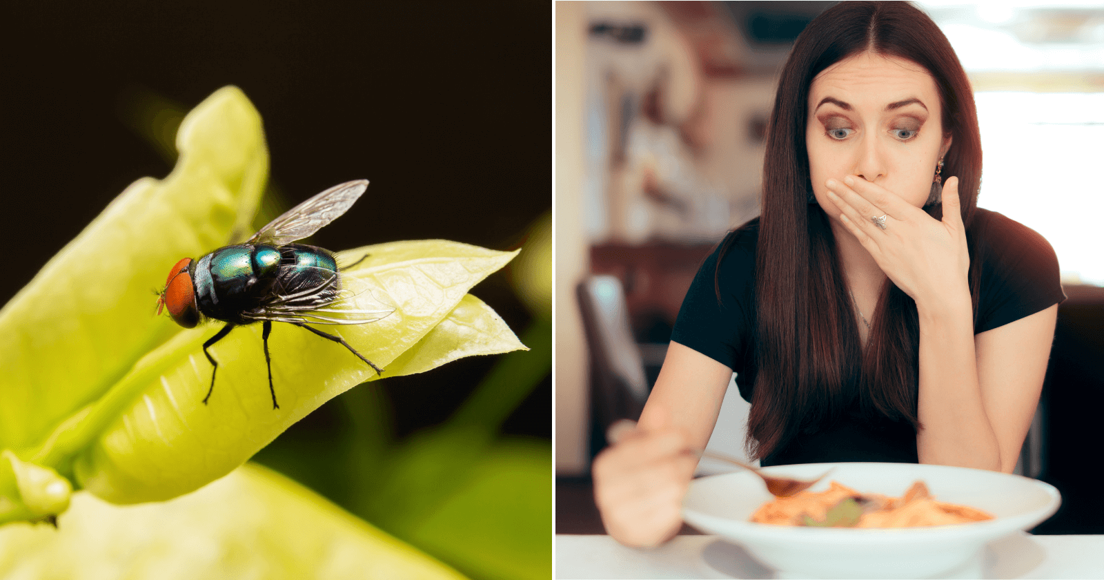 Mosca na comida: posso COMER ou devo JOGAR fora?