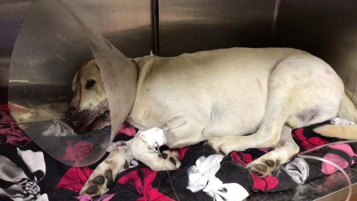 Cachorro que protegeu dono de cobra se recupera após picadas