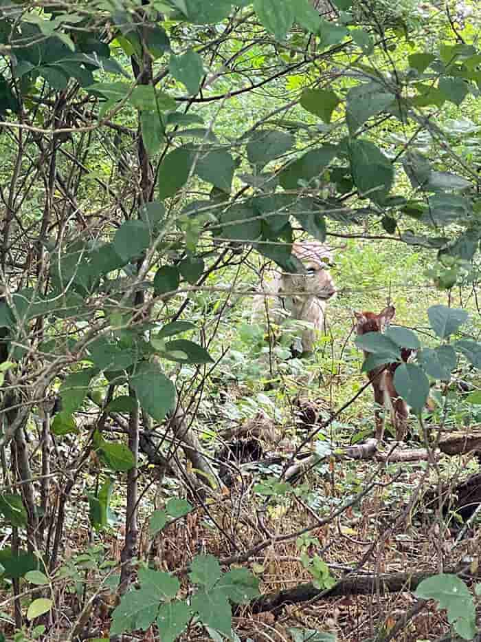 Cachorro resgata filhote de cervo que se afogava em rio