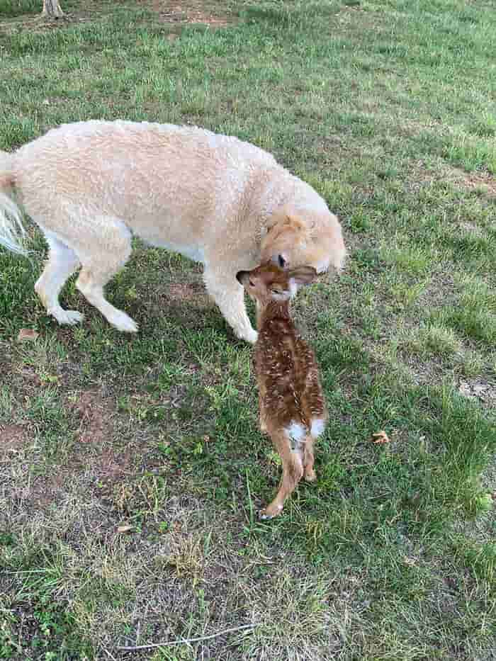 Cachorro resgata filhote de cervo que se afogava em rio