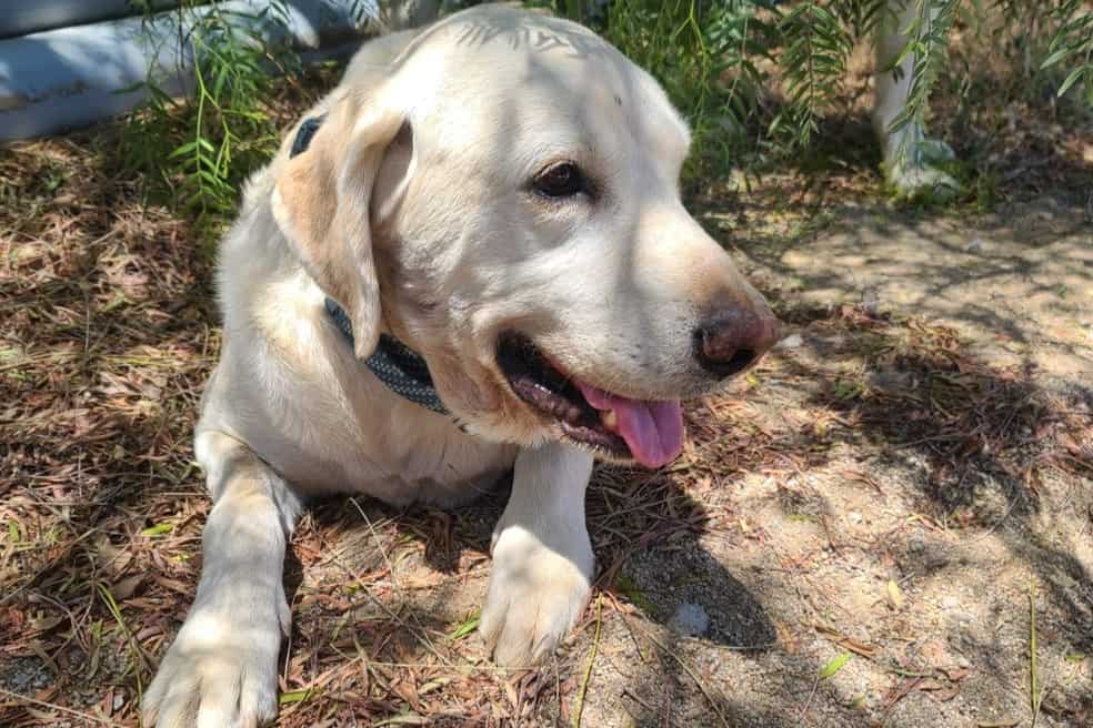 Cachorro que protegeu dono de cobra se recupera após picadas