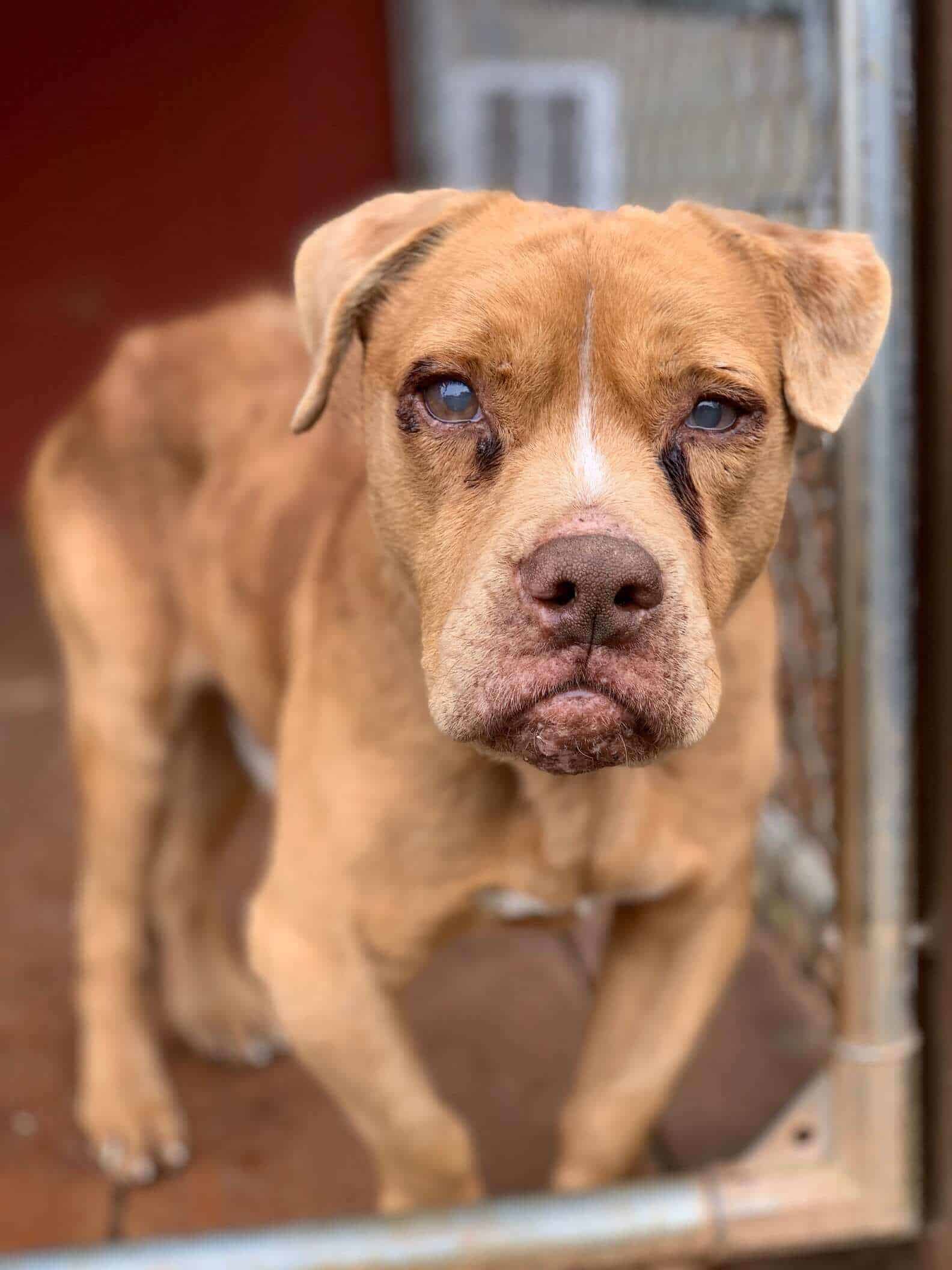 Cachorro resgatado ganha uma cama e festeja de forma comovente